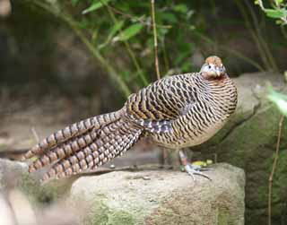 Foto, materieel, vrij, landschap, schilderstuk, bevoorraden foto,Lady Amherst-fazant, Phasianidae, Lange staart, Brown, Duidelijker