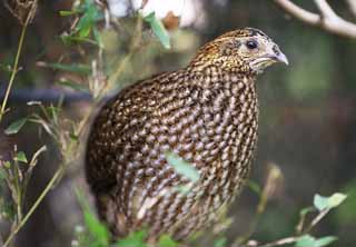 Foto, materiell, befreit, Landschaft, Bild, hat Foto auf Lager,Temminck-Tragopan, Phasianidae, Braun, Stelle, Schlichter