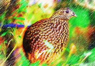 Illust, materieel, vrij, landschap, schilderstuk, schilderstuk, kleuren potlood, crayon, werkje,Temminck's Tragopan, Phasianidae, Brown, Stip, Duidelijker