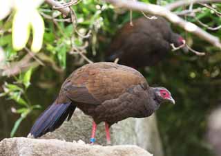 Foto, materieel, vrij, landschap, schilderstuk, bevoorraden foto,Vietnamees fazant, Phasianidae, Brown, Rood en blauw., Duidelijker