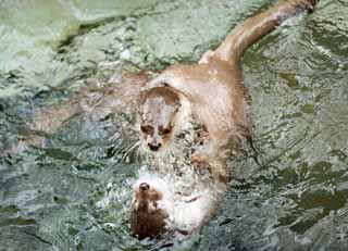 photo,material,free,landscape,picture,stock photo,Creative Commons,Fight, , Bloodshot eyes, FIGHT, Underwater