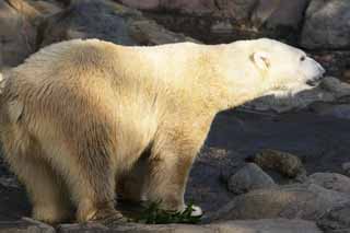 Foto, materieel, vrij, landschap, schilderstuk, bevoorraden foto,Ijsbeer, , Ijsbeer, SHIROKUMA, Bedreigd soort