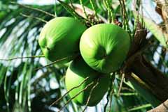 photo,material,free,landscape,picture,stock photo,Creative Commons,Immature hearts of palm, fruit, green, , 