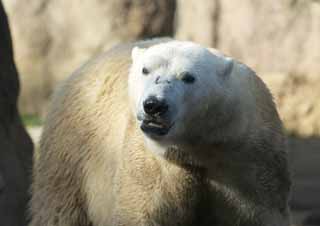 Foto, materiell, befreit, Landschaft, Bild, hat Foto auf Lager,Eisbr, , Eisbr, SHIROKUMA, Gefhrdete Spezies