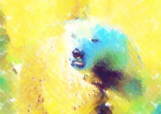 illust,tela,gratis,paisaje,fotografa,idea,pintura,Lpiz de color,dibujo,Oso polar, , Oso polar, SHIROKUMA, Especies en peligro de extincin