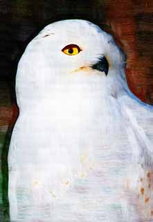 illust, matire, libre, paysage, image, le tableau, crayon de la couleur, colorie, en tirant,Harfang des neiges, Hibou blanc, Hibou catholique, Hibou neigeux, Yeux