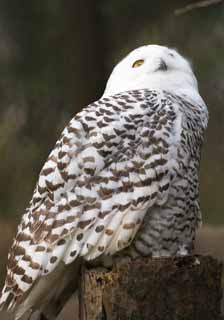 , , , , ,  ., ,  Owl,  Owl, Snowy owl, 