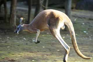 photo,material,free,landscape,picture,stock photo,Creative Commons,Red kangaroo, Kangaroo, Australia, Hot-for -, Marsupial