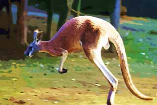 illustration,material,free,landscape,picture,painting,color pencil,crayon,drawing,Red kangaroo, Kangaroo, Australia, Hot-for -, Marsupial