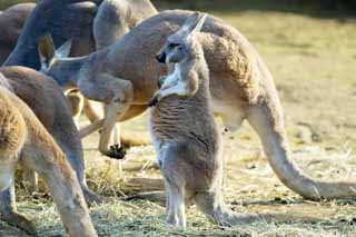 Foto, materiell, befreit, Landschaft, Bild, hat Foto auf Lager,Rotes Knguru, Knguru, Australien, Hei-fr -, Beuteltier