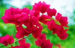 Foto, materiell, befreit, Landschaft, Bild, hat Foto auf Lager,Bougainvillea, rot, grn, , 