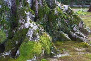 photo,material,free,landscape,picture,stock photo,Creative Commons,oak, World Heritage, Golden Pavilion, Ashikaga Yoshimitsu, Kyoto