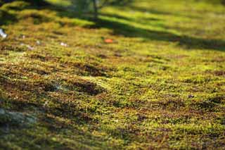 Foto, materiell, befreit, Landschaft, Bild, hat Foto auf Lager,Ein Teppich aus Moos, Moos, , , Kyoto