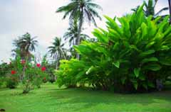 photo,material,free,landscape,picture,stock photo,Creative Commons,Tropical garden, tree, turf, , 