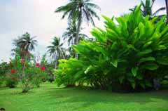 fotografia, materiale, libero il panorama, dipinga, fotografia di scorta,Giardino tropicale, albero, tappeto erboso, , 