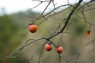 photo,material,free,landscape,picture,stock photo,Creative Commons,Winter persimmons, World Heritage, Oyster, Fruit, 