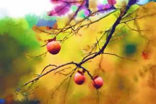 illust, material, livram, paisagem, quadro, pintura, lpis de cor, creiom, puxando,Inverno persimmons, Herana mundial, Ostra, Fruta, 