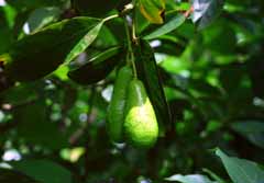 photo,material,free,landscape,picture,stock photo,Creative Commons,Avocado pears, fruit, branch, , 