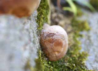 photo, la matire, libre, amnage, dcrivez, photo de la rserve,Mushroom ronde, Champignon, Champignons, Aboiement, 