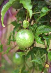 foto,tela,gratis,paisaje,fotografa,idea,Granadilla, Fruta, Verde, , 