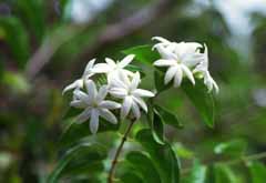 fotografia, materiale, libero il panorama, dipinga, fotografia di scorta,Belli fiori bianchi, bianco, verde, , 