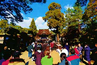 illustration,material,free,landscape,picture,painting,color pencil,crayon,drawing,Kitano Tenman-gu shrine approach, Gates Sankou, Mr. TENJIN, Kitano, Plums