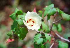 photo,material,free,landscape,picture,stock photo,Creative Commons,Cotton flower, white, green, , 