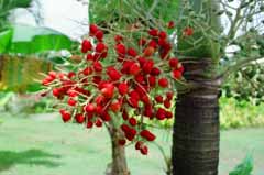 fotografia, materiale, libero il panorama, dipinga, fotografia di scorta,Frutte rosse, frutta, rosso, , 