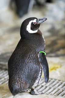 Foto, materiell, befreit, Landschaft, Bild, hat Foto auf Lager,Magellan-Pinguine, Schreiben Sie Ginga nieder, Pinguin, Bill, Flgel