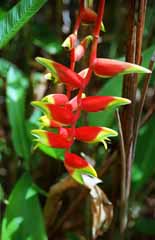 photo,material,free,landscape,picture,stock photo,Creative Commons,Red flowers with a unique shape, red, yellow, , 