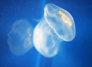 photo,material,free,landscape,picture,stock photo,Creative Commons,Aurelia, Jellyfish, , , 