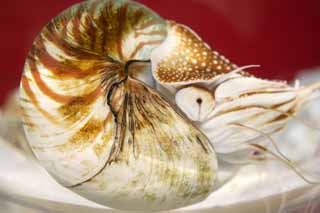 , , , , ,  .,, Nautilus, Ammonite, Cephalopod, 