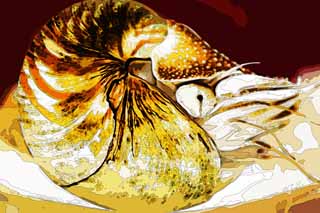 illust, matire, libre, paysage, image, le tableau, crayon de la couleur, colorie, en tirant,Nautilus, Nautile, Ammonite, Cephalopod, Coquille
