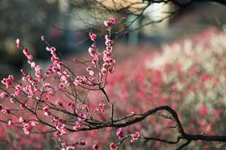 foto,tela,gratis,paisaje,fotografa,idea,Orchard's Plum Plum flor roja, UME, Ciruelas, Ciruela, Rama