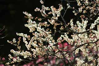 Foto, materieel, vrij, landschap, schilderstuk, bevoorraden foto,Plum boomgaard's White Plum Flower, UME, Pruimen, Pruim, Aftakking