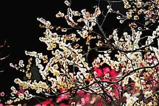 illust, materiell, befreit, Landschaft, Bild, Gemlde, Farbbleistift, Wachsmalstift, Zeichnung,,Plum Orchard's Plum White Flower, UME, Pflaumen, Pflaume, Zweig