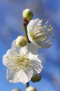 Foto, materieel, vrij, landschap, schilderstuk, bevoorraden foto,Plum boomgaard's White Plum Flower, UME, Pruimen, Pruim, Aftakking