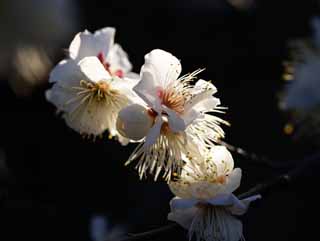 foto,tela,gratis,paisaje,fotografa,idea,Orchard's Plum Plum flor blanca, UME, Ciruelas, Ciruela, Rama