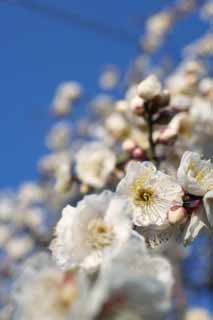 foto,tela,gratis,paisaje,fotografa,idea,Orchard's Plum Plum flor blanca, UME, Ciruelas, Ciruela, Rama