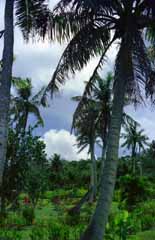 Foto, materieel, vrij, landschap, schilderstuk, bevoorraden foto,Palm boom en bewolken, Wolk, Blauw, , 