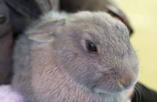 Foto, materiell, befreit, Landschaft, Bild, hat Foto auf Lager,Bunny, Kaninchen, , , Das Verheilen