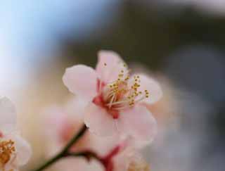 fotografia, materiale, libero il panorama, dipinga, fotografia di scorta,Prugna frutteto Rosso di prugna Fiore, UME, Susine, Susina, Ramo