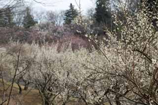 fotografia, materiale, libero il panorama, dipinga, fotografia di scorta,Prugna frutteto bianco della prugna Fiore, UME, Susine, Susina, Ramo