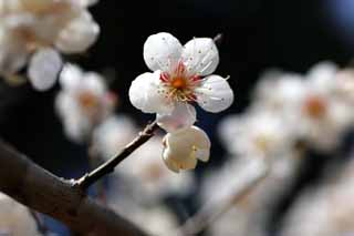 foto,tela,gratis,paisaje,fotografa,idea,Orchard's Plum Plum flor blanca, UME, Ciruelas, Ciruela, Rama