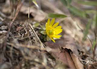 fotografia, materiale, libero il panorama, dipinga, fotografia di scorta,Estremo Oriente Amur Adonis, Adonis di Amur, Giallo, Primavera, Terra