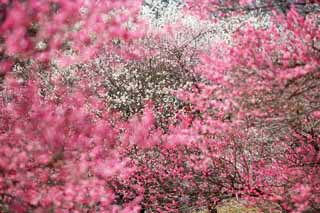 Foto, materiell, befreit, Landschaft, Bild, hat Foto auf Lager,Plum Orchard's Plum Red Flower, UME, Pflaumen, Pflaume, Zweig