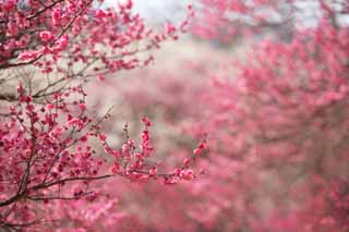 foto,tela,gratis,paisaje,fotografa,idea,Orchard's Plum Plum flor roja, UME, Ciruelas, Ciruela, Rama