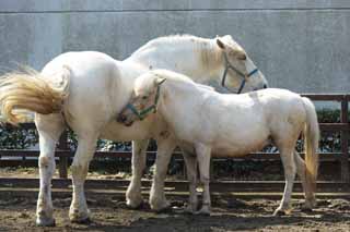 fotografia, materiale, libero il panorama, dipinga, fotografia di scorta,Hakuba padre-figlio, Hakuba, Cavallo, Madre e bambino, Affezione