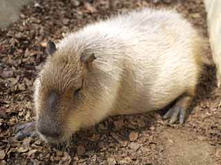 photo,material,free,landscape,picture,stock photo,Creative Commons,Capybara, Capybara, Rat, Mouse, Afternoon Nap
