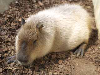 fotografia, material, livra, ajardine, imagine, proveja fotografia,Capivara, Capivara, Rato, , Cochilo de tarde